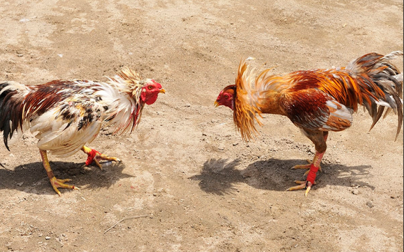 Giới thiệu về đá gà campuchia